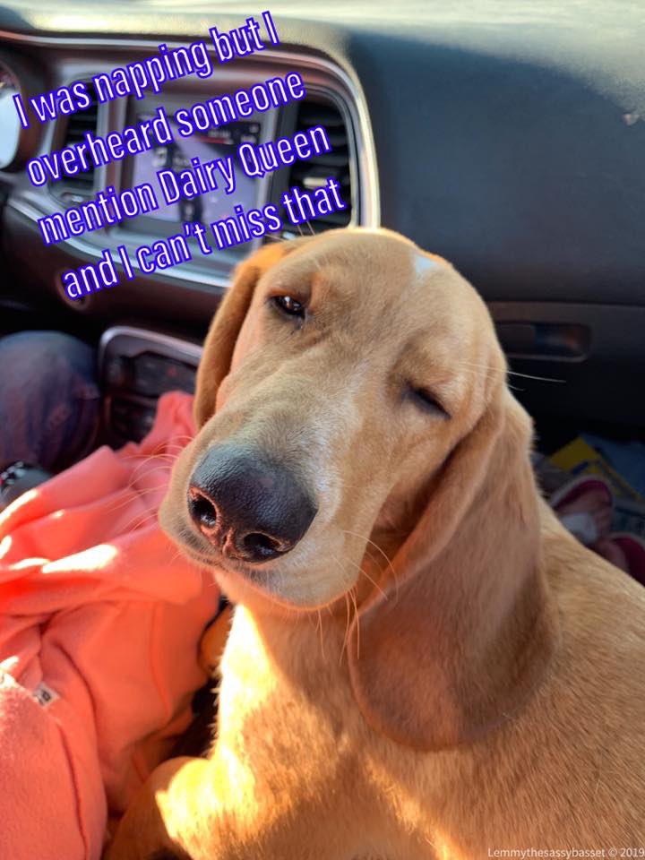 BassetLemmy's tweet photo. Mom and dad are whispering about ice cream I just know it #bassetproblems #dogs #pets #love #bassethounds #lemmythesassybasset https://t.co/h3Pb1yxm1u