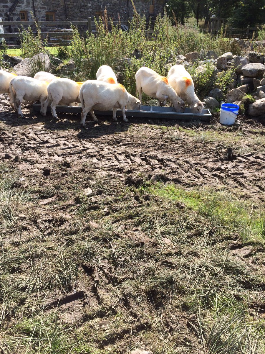 Feeding my sheep #welshsheep #sheep365 #sheep #sheeps #feedingsheep #sheepfarm