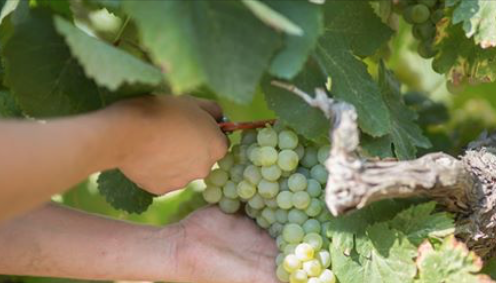 corpinnatSW's tweet photo. Els nou cellers que integren @corpinnatSW consideren que la dràstica retallada del preu del #raïm atempta contra el principal sector econòmic del #Penedès i posa en perill el futur de centenars de famílies i del territori. 
https://t.co/XR8gDXXVLp
#verema #viticultors https://t.co/ppbPilZVmp