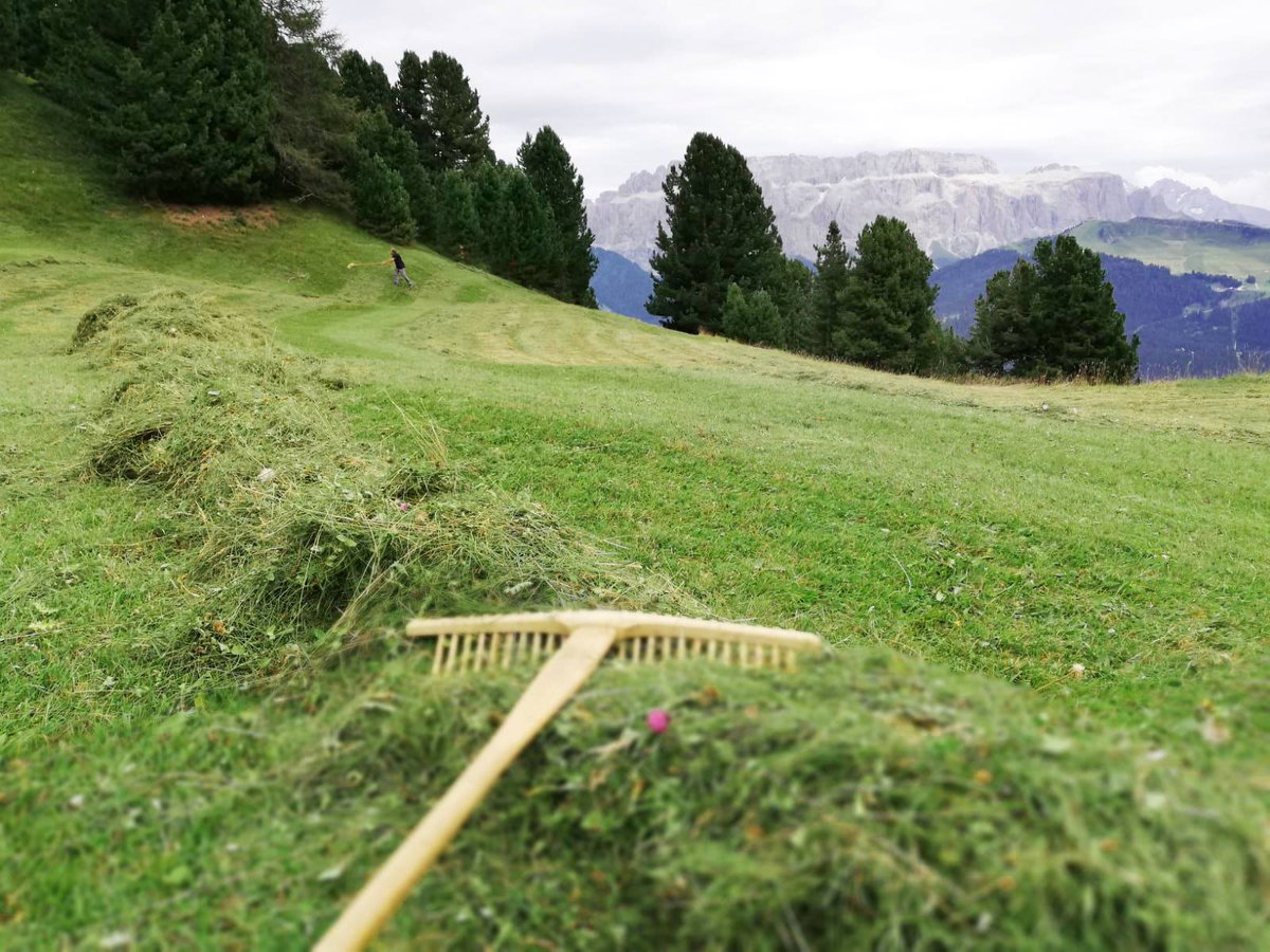 MarzadroDistill's tweet photo. #Seceda, #ValGardena 😍 un fine settimana in un luogo fantastico per raccogliere il FIENO che darà vita al nostro omonimo liquore a base #Grappa! 
-
#Dolomiti #Fieno #Liquore #DistilleriaMarzadro #TrentinoAltoAdige https://t.co/v9D2YDk9sN