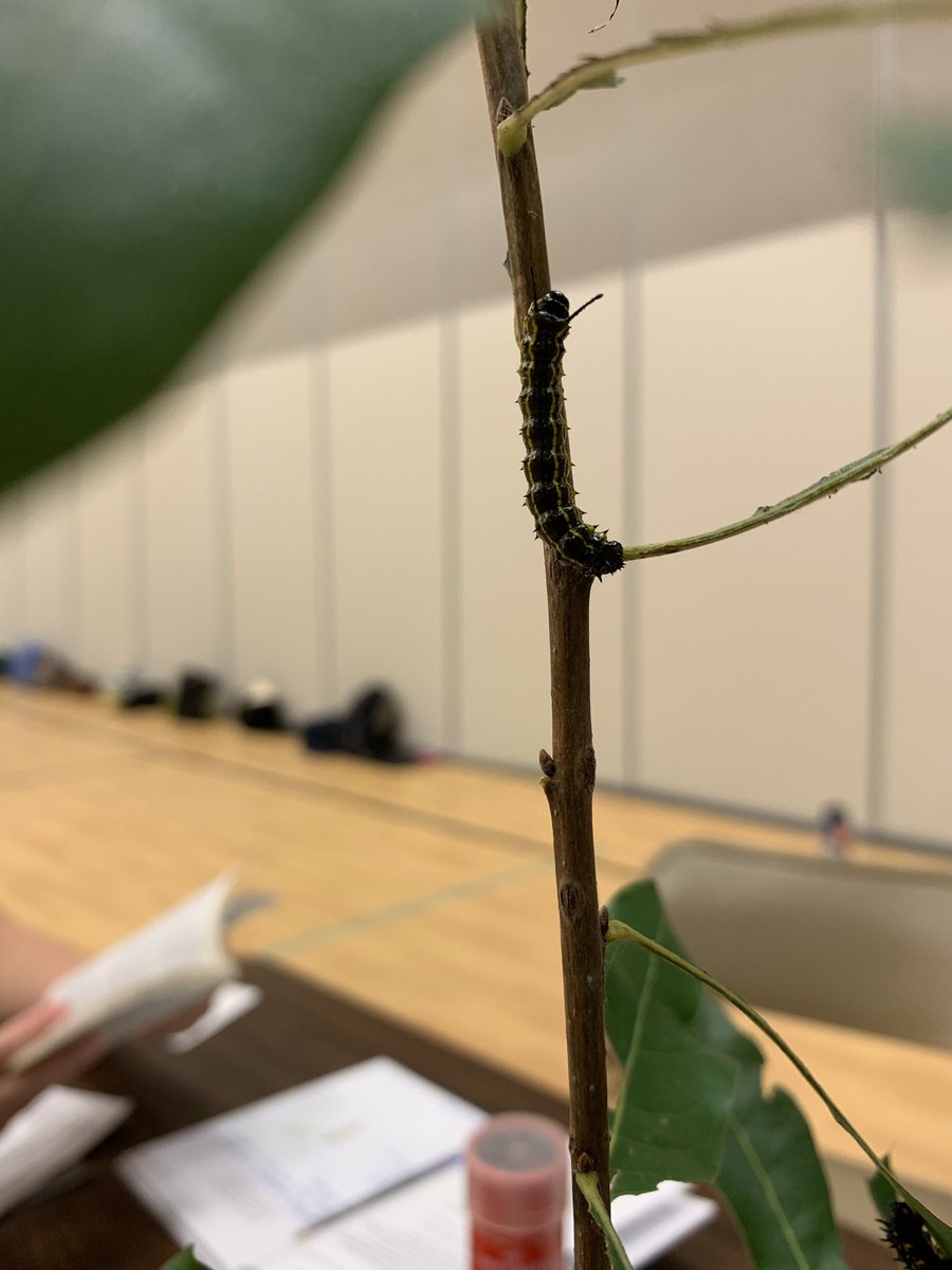 khuntleykinder's tweet photo. Spending our first day back learning about nature around our school campus. Canβt wait to use these tools in my classroom π#UTOTES https://t.co/Sts6u0d0rg