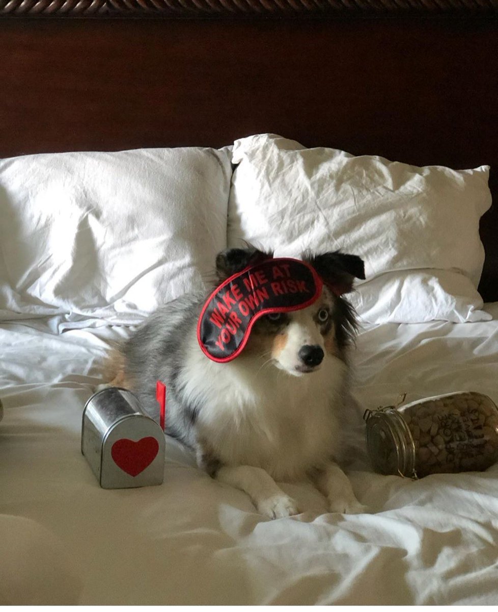 rhinasmith's tweet photo. Someone seems kinda happy that school has started and he gets the place to himself #backtoschool #butnothim #spoiledpup #happypuppy #australianshepherd #dogsoftwitter @fox5dc @OhMyGOFF @jessob_reisbeck @ABC7GMW https://t.co/TeR7cYpDEj