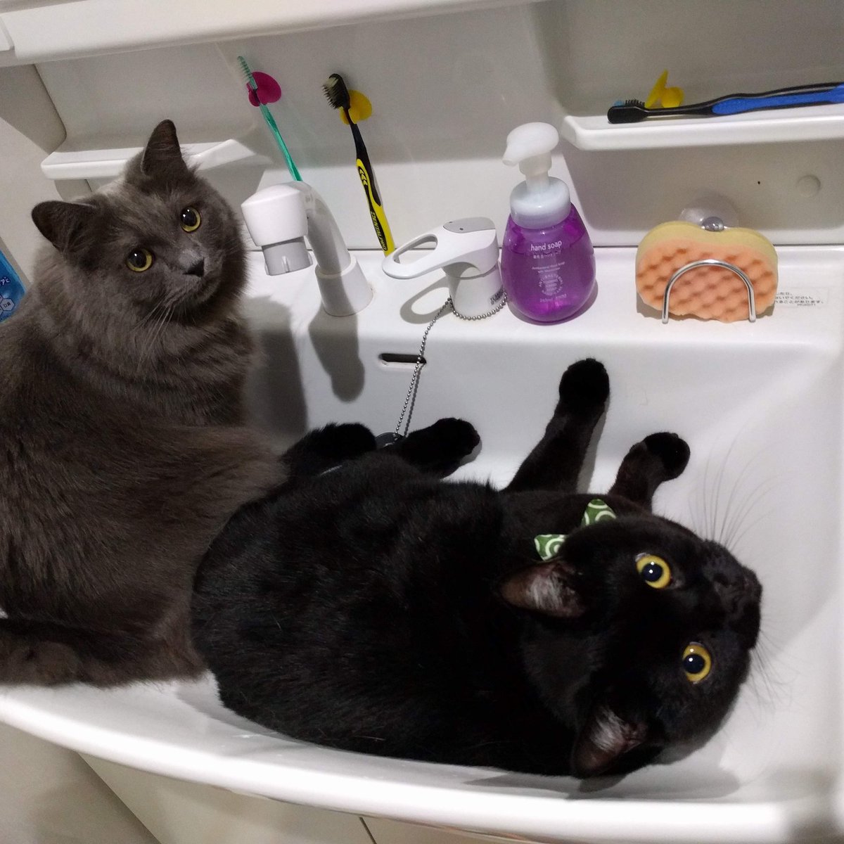 ねこのひたい 流しにブリティッシュ詰まりがち ブリティッシュショートヘア ブリティッシュロングヘアー 黒猫 ねこのひたい 柏市