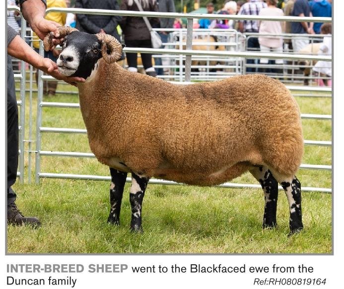 davidsonsfeeds's tweet photo. We have had many customers who have had show success over the last few weeks! Here are some that have been included in @scottishfarmer coverage of Wigtown and Grantown Show! #anotherdavidsonswinner #topnutrition #farm24 #showcoverage https://t.co/PVDQY3Myht