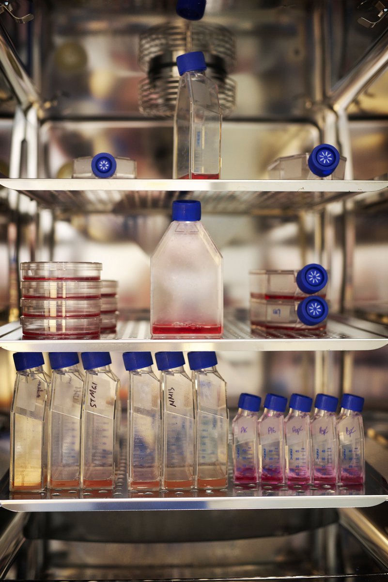 bigctweets's tweet photo. It's #WorldPhotographyDay 📷 so we're sharing some snaps from our research labs @NorwichResearch @TheQuadram taken by our talented friend @Jules_Foto 

Find out more about Big C Funded Research taking place here in Norwich at https://t.co/Xop6UrP7Po https://t.co/q98pkptw06