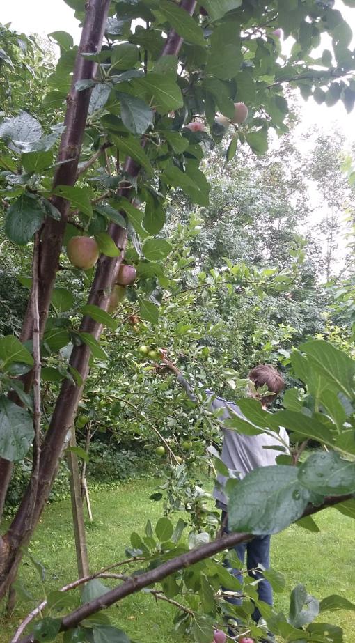 sahaTheLimes's tweet photo. Pictures of one of our residents today picking apples &amp; plums in our orchard :) #TransformingLives #ApplePicking #autumniscoming https://t.co/ShjPe9nGNd