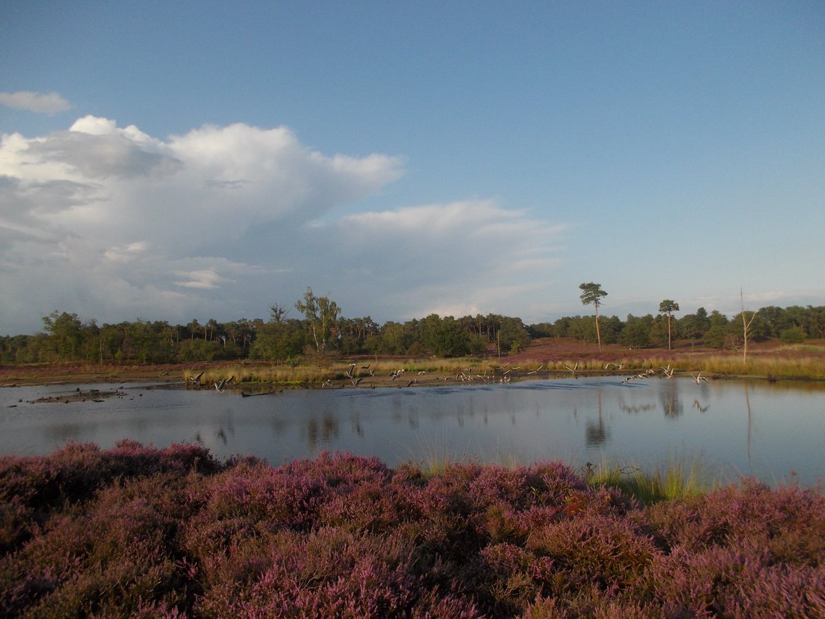 YimbyNL's tweet photo. @Nos @BoswachterLydie @BoswachterTim @bosw8erthijmen @boswachterellen @WMBos #heidehoning de #bijen zijn volop bezig met hun nectar te verzamelen in de #vennen #RijkvanNijmegen #beleefdenatuur https://t.co/WYGEb4Yvzk