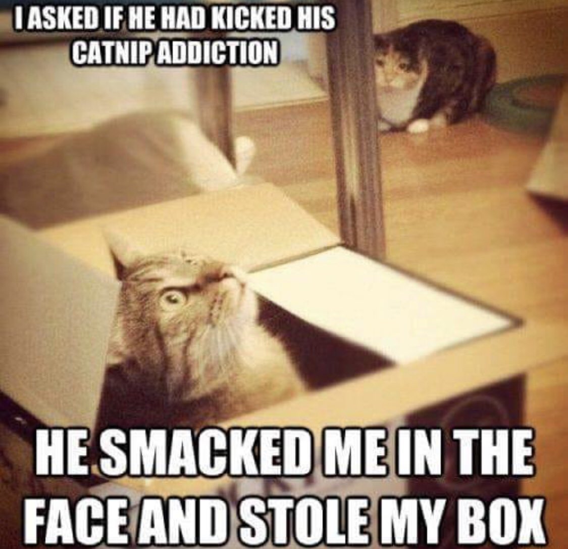 I’ll take that as a no.... #stonedkittycatnip