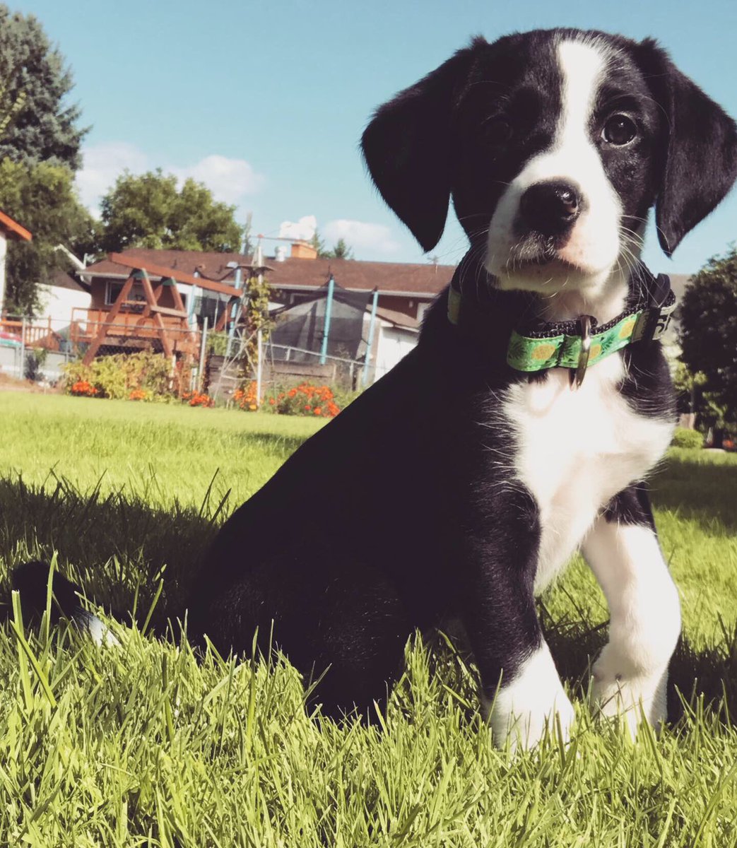 Dogs are the best kinds of friends cause they can’t move away from you.... so I bought one, this is Elsie and she is already the BEST