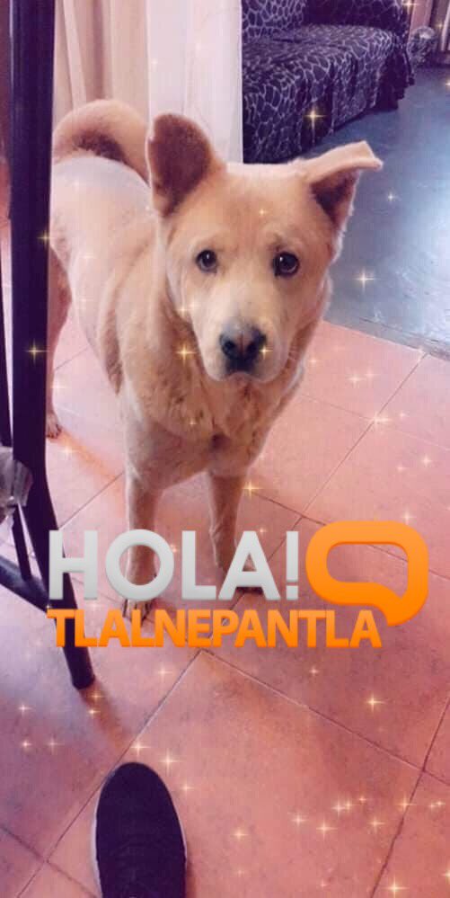 hola_atizapan's tweet photo. #AlertaPet: #Tlalnepantla
“Se extravío el día 18 de agosto del 2019 en Tenayuca Tlalnepantla, la atacaron dos perras pitbull y se echo a correr es una perrita de casa no es agresiva es muy miedosa tiene su colita como enrollada y es color beigh 5551681813 gracias”(Sic) https://t.co/x274sxKBnO