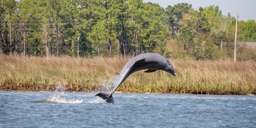 CleanIsland's tweet photo. Thank you for protecting locals like this one. #LeaveNoTrace #DolphinSMART https://t.co/x0BhfHPnFD