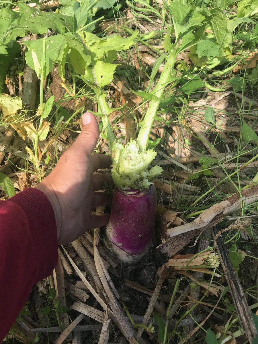 wushkemd's tweet photo. #EmmattCreek the #rootmaster is performing quite well where moisture was adequate https://t.co/JSszbOjJKB