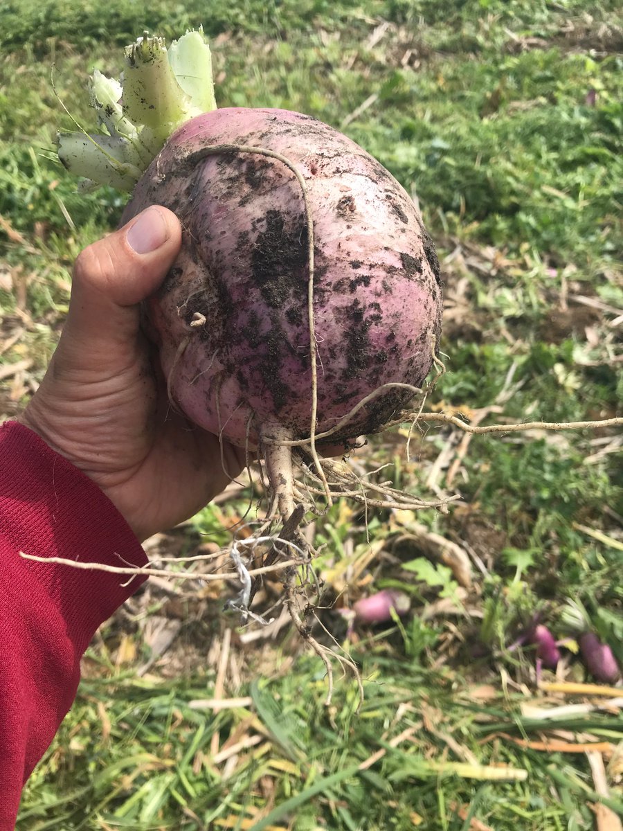wushkemd's tweet photo. #EmmattCreek the #rootmaster is performing quite well where moisture was adequate https://t.co/JSszbOjJKB