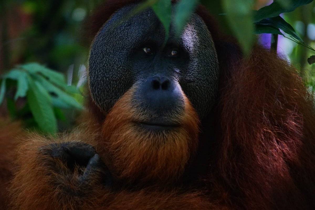 Hoy es el #DíaMundialdelOrangután así que os dejo esta fotografía que hice en Sumatra el año pasado y os invito a investigar sobre cómo estamos extinguiendo a estos increíbles animales 😟