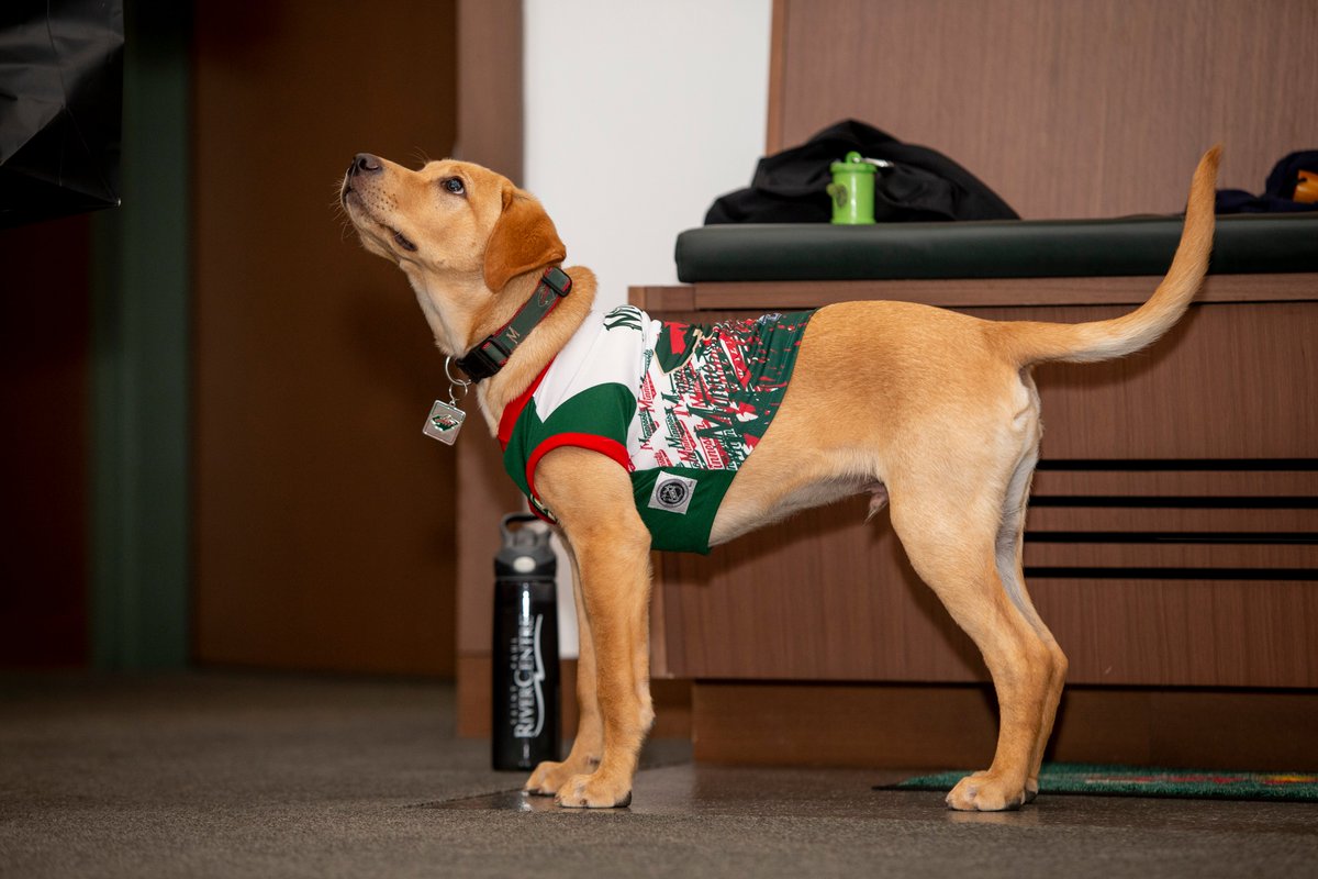 mnwildpup's tweet photo. Gooooob afternoon! The @mnwild humans signed me to a contract. https://t.co/T0mU6Y8I0X