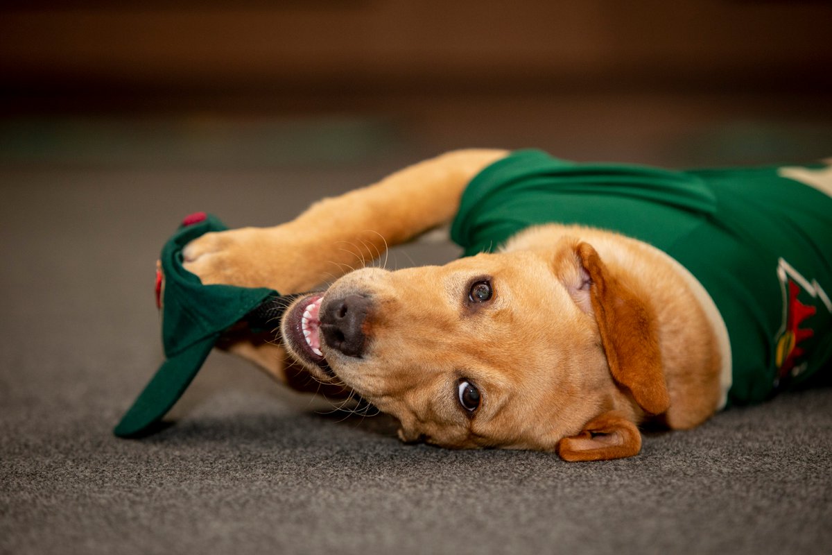 mnwildpup's tweet photo. Gooooob afternoon! The @mnwild humans signed me to a contract. https://t.co/T0mU6Y8I0X