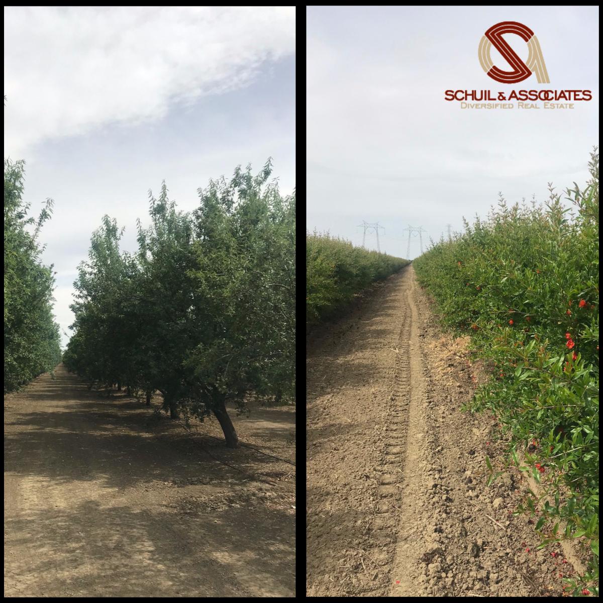 SchuilRE's tweet photo. ⭐️Price Reduction⭐️~195 ac of #almonds &amp; #pomegranates are located just W of Huron, in the ❤️ of the Westlands Water Dist. Property offers #water conserving #dripirrigation on both crops as well as Grade1 #soils. Visit our online brochure:
Price:$2,445,125
https://t.co/wfwcgiqAX5 https://t.co/qReIs2Mrll