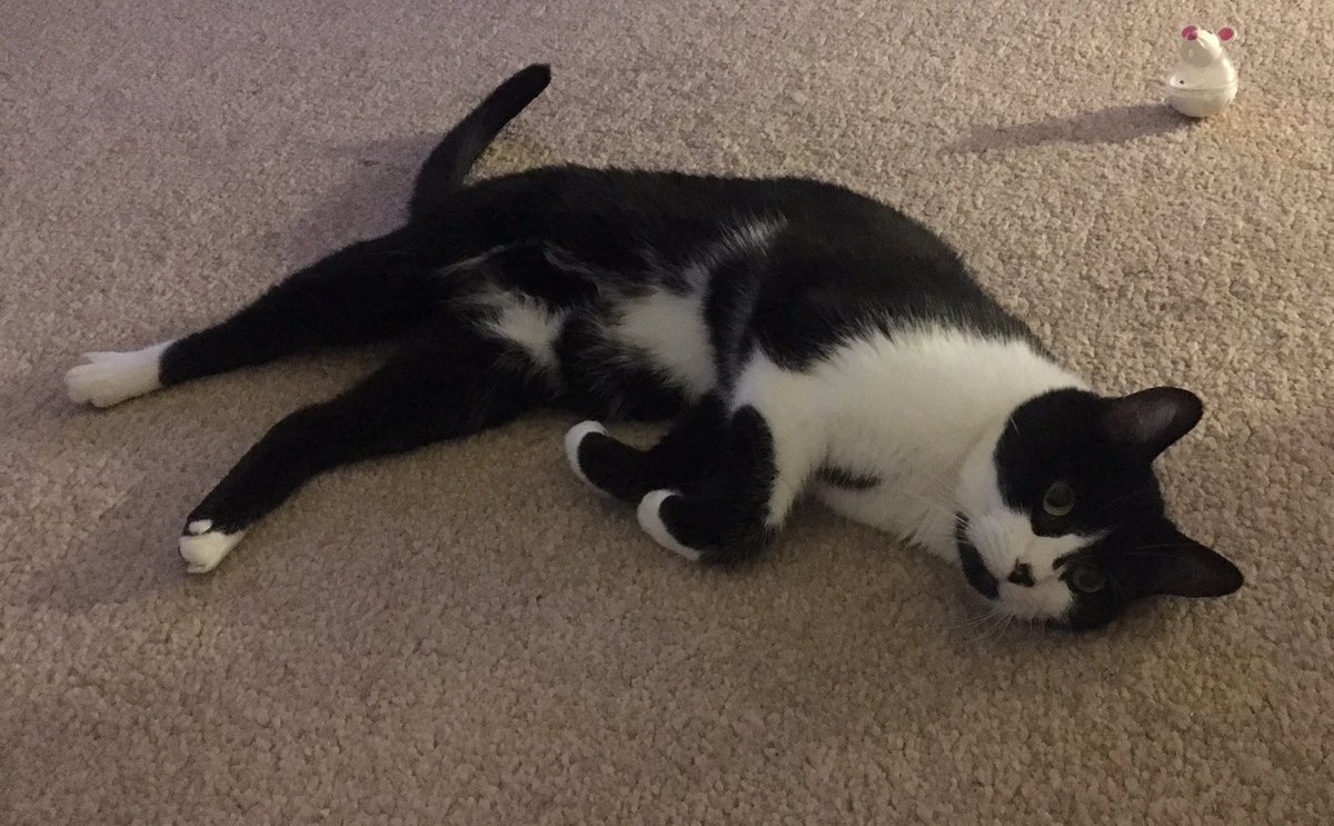 SgtPearson's tweet photo. Such a hard life being a cat #JoeyCat https://t.co/A6exLHGvr5