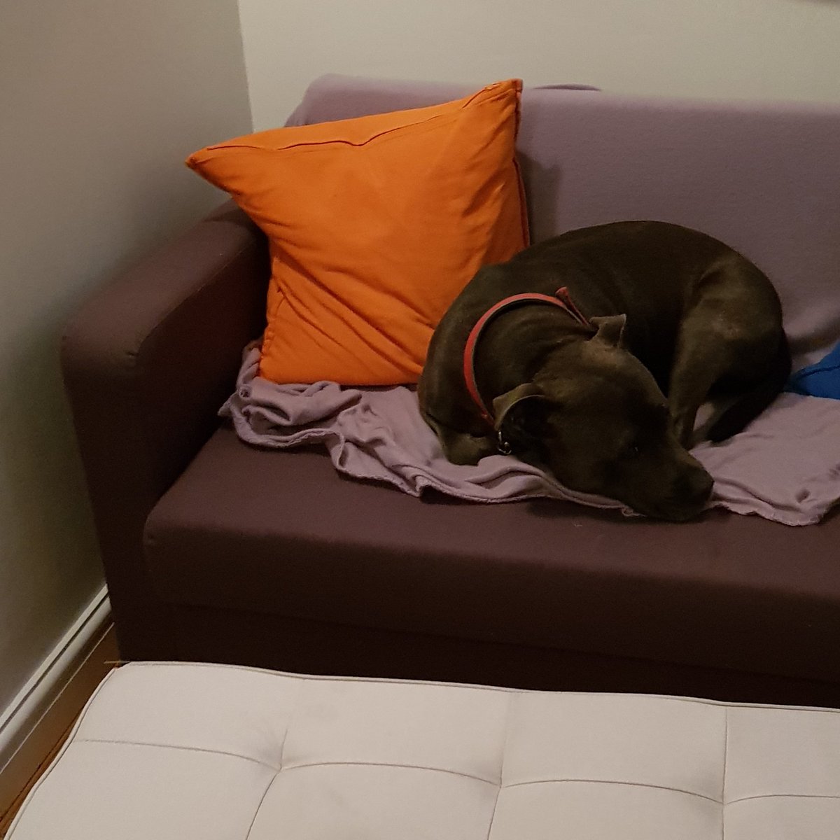 SuptJBristow's tweet photo. Looking forward to the Neighbourhood conference tomorrow, just had a practice of my part, hope the staff enjoy it more than the dog did 🙄 @ChInspPButler @ACCScottYoung @SarahPage27 @CIWillJenkins https://t.co/yHuHsRcgAa