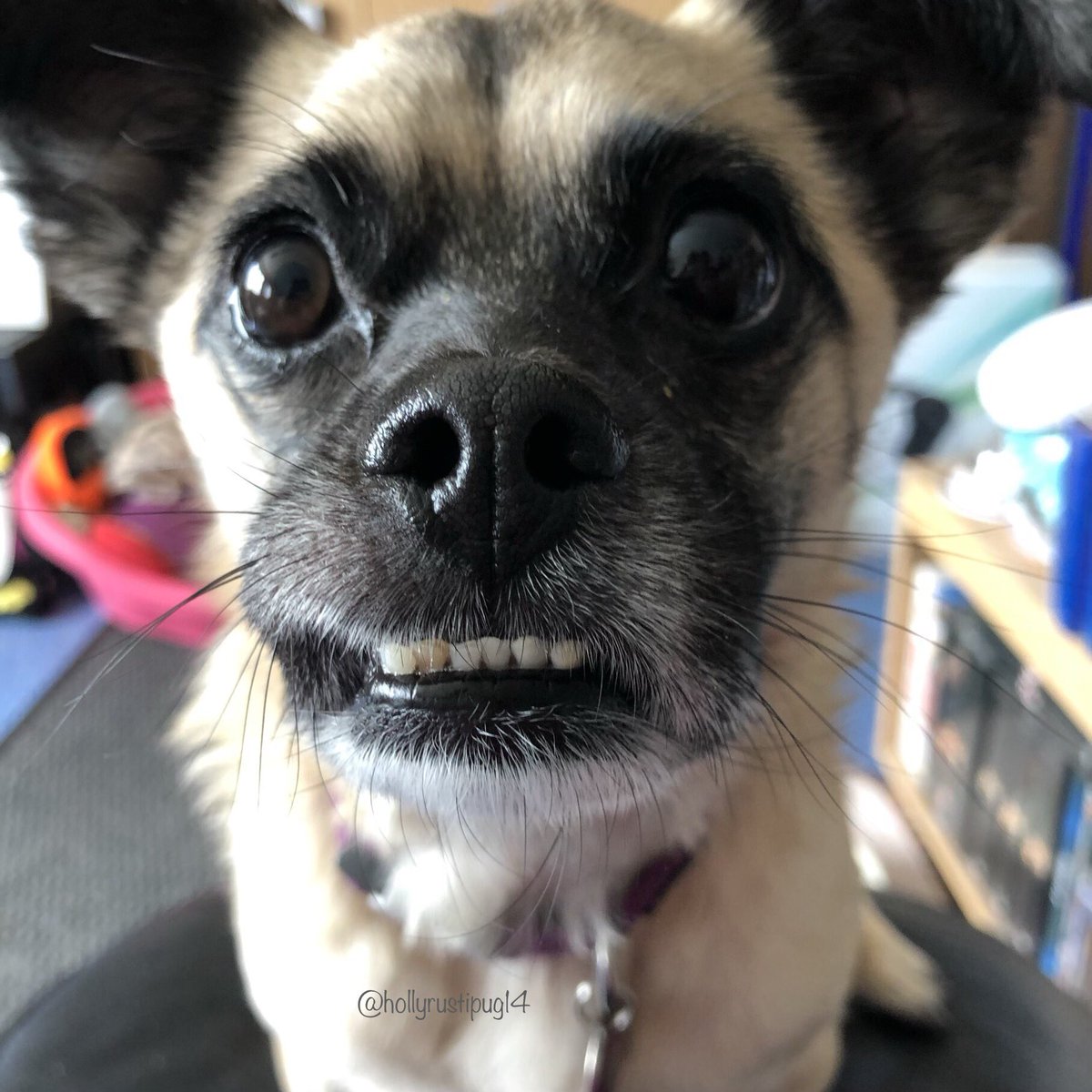 hollyrustipug14's tweet image. Holly