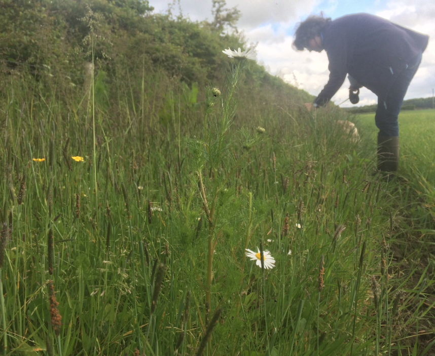 ForWaders's tweet photo. "Waders are a complex group of very different birds, and farmers run a complex group of very different businesses! There's no “one size fits all” answer to farmland conservation..." A very busy summer for #workingforwaders! @SoilAssocScot @scottishfarmer  https://t.co/e7EJXbRjHO https://t.co/tZ7luCODTe