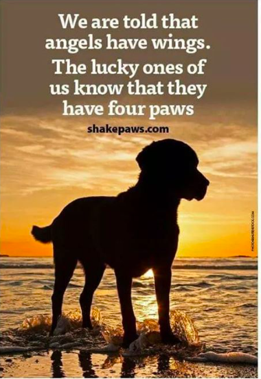 too_licky's tweet photo. So true! #angelshavefourpaws https://t.co/Rf1X28oIED
