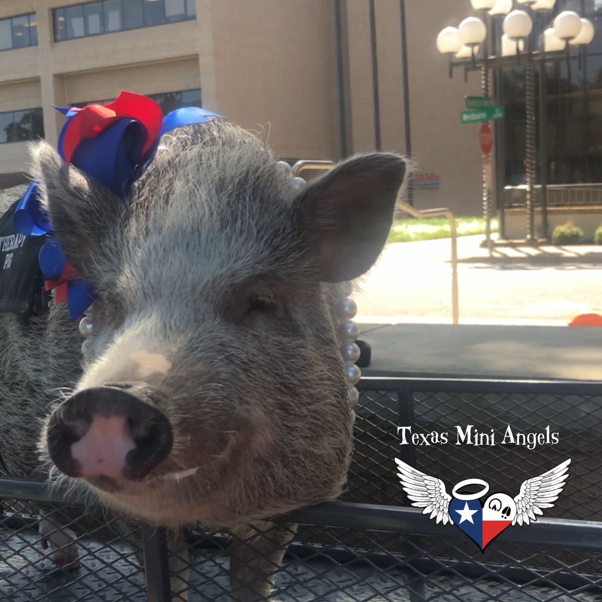 TexasMiniAngels's tweet photo. Patiently waiting for the patients at @TxScottishRite to come see us!
#TexasMiniAngels #TherapyPig #DaisyMae #TSRHC #TherapyDay
#BeKind
#BeTheReasonSomeoneSmilesToday
#BeTheChangeInTheWorld https://t.co/fdz2rxdAfy