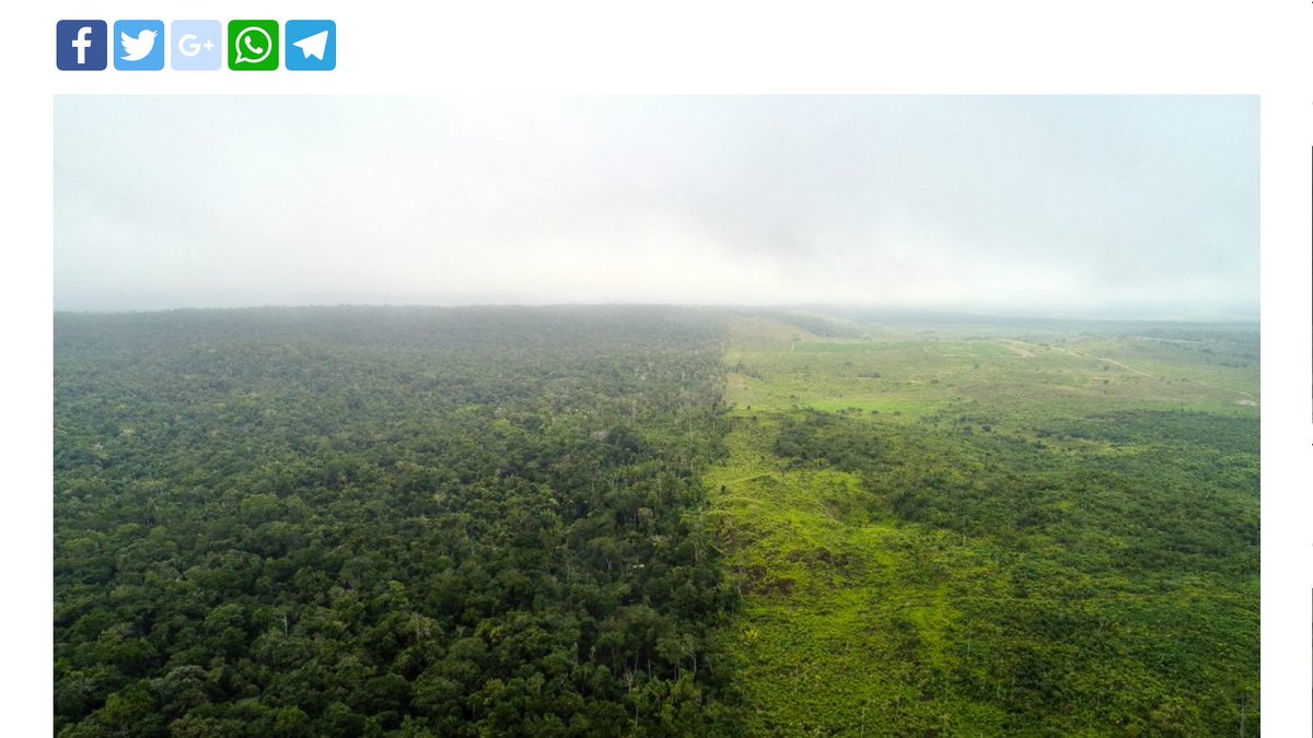 AFISAP1's tweet photo. Guardianes de la Biosfera Maya solicitan renovar 9 concesiones, donde más de 24mil personas están a cargo de 500mil hectáreas de bosque | Vía @el_Periodico #Guatemala https://t.co/EgbRFWSSLS 🌳 #SomosBosquesParaSiempre https://t.co/P5ss4LhoVt