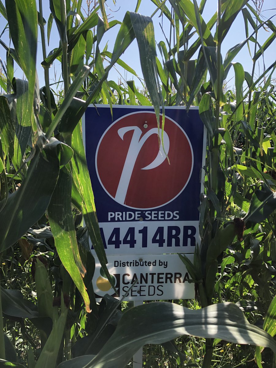 SeCanLauren's tweet photo. Wow this grain #corn trial escalated quickly at Riverhurst #Sask it’s hard to find things in here it’s so tall! DYK #GMacsLuckyLake sells @PRIDESEEDS corn 🌽 #grain #silage Excited to see what we learn from this irrigated multi-variety trial #trial19 https://t.co/l2AKOu4B2C