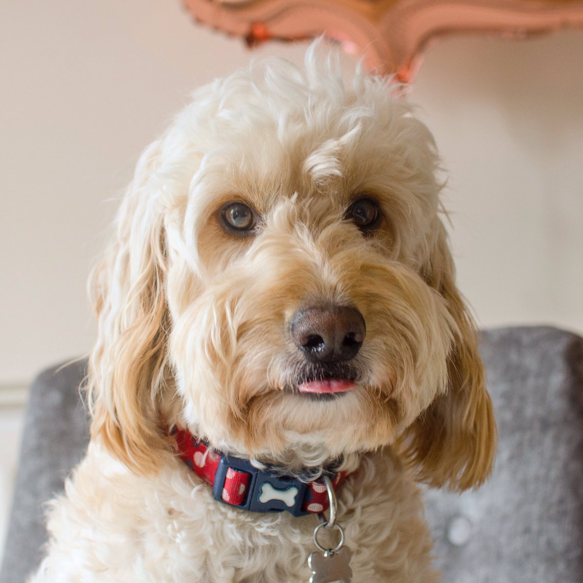 HectorCockapoo's tweet image. Hello Monday! #MondayMotivation #MondayMorning #MondayVibes