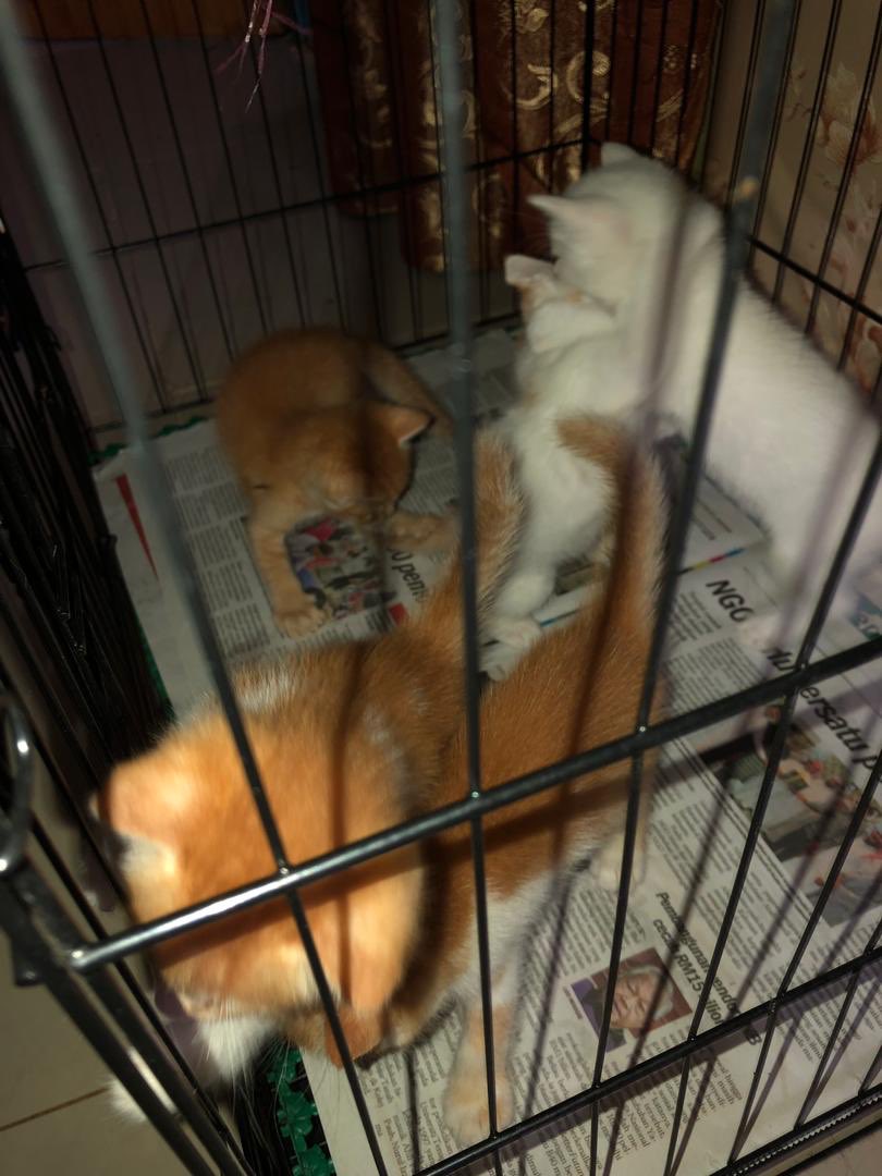 HijabbyS's tweet photo. Ada sesiapa yang nak anak-anak kucing? siapa yang nak boleh dm i. I kesian dkt diaorg sebab tkde siapa yang boleh jaga.. @KucingMY https://t.co/8fMmWpbV9L