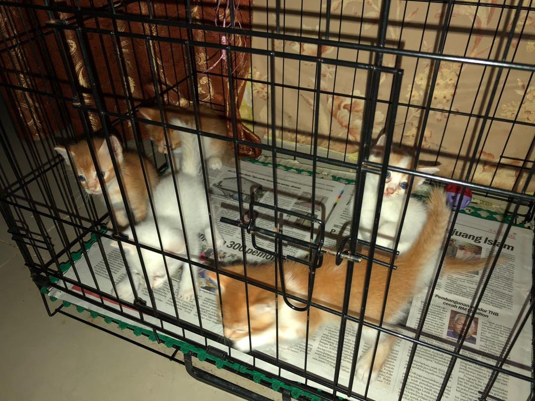 HijabbyS's tweet photo. Ada sesiapa yang nak anak-anak kucing? siapa yang nak boleh dm i. I kesian dkt diaorg sebab tkde siapa yang boleh jaga.. @KucingMY https://t.co/8fMmWpbV9L