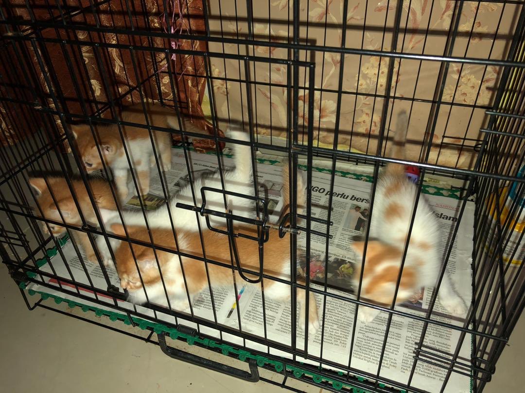 HijabbyS's tweet photo. Ada sesiapa yang nak anak-anak kucing? siapa yang nak boleh dm i. I kesian dkt diaorg sebab tkde siapa yang boleh jaga.. @KucingMY https://t.co/8fMmWpbV9L