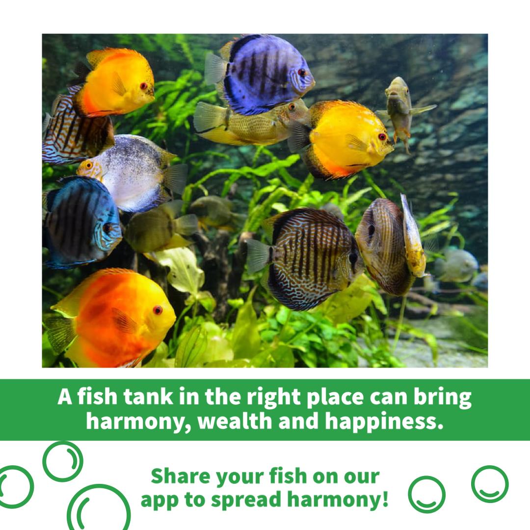 Follow_MyPets's tweet photo. Researchers are finding that fish aquariums, whether salt or freshwater, do have therapeutic health benefits! Share a picture of yours on our app!
#fish #fishing #aquarium #nature #fishinglife #sea #ocean #bassfishing #fishtank #carp #fisherman #outdoors #pesca #bass https://t.co/FnQb9gW2yU