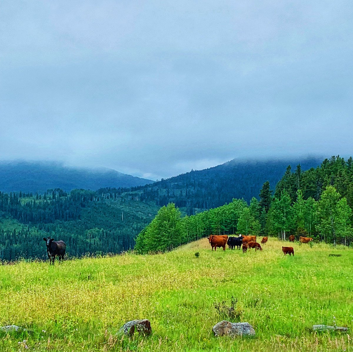 Livestock Equipment Canada Central Alberta (LivestockEquip1) Twitter