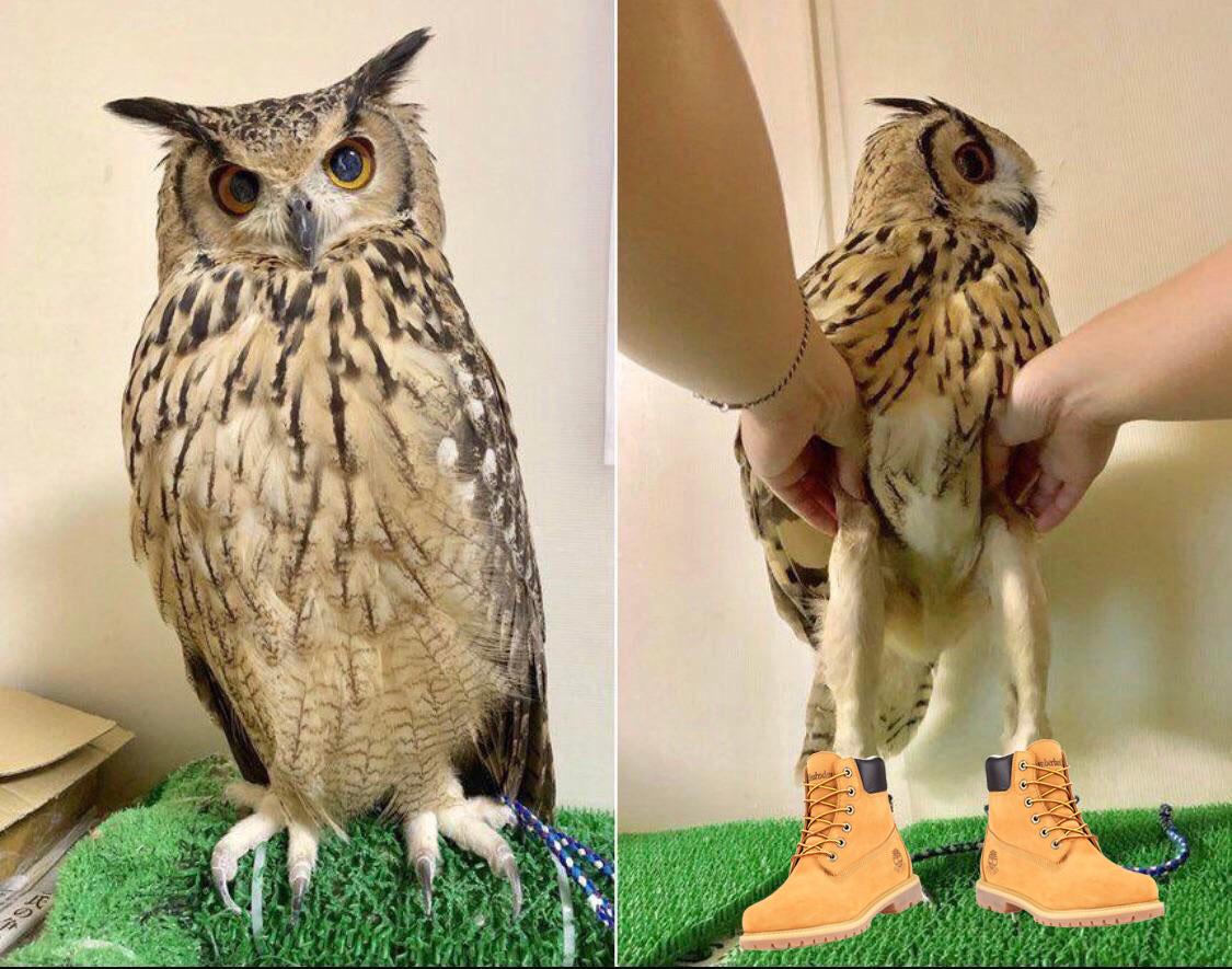 SeaShantyBoy1's tweet image. lemme get the timbs on em @Kaypud