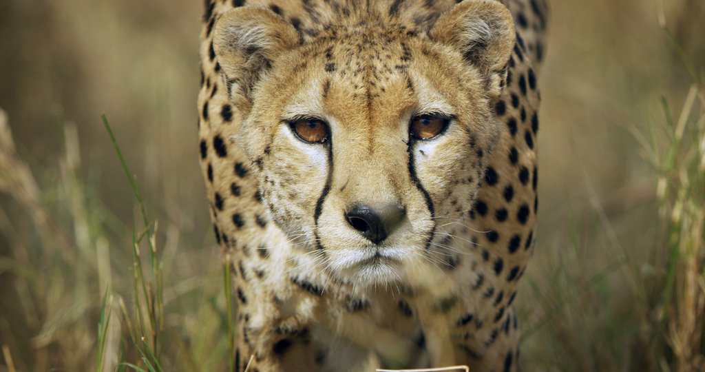 Celebrating #WorldPhotographyDay with #Serengeti! ⁠

Serengeti is a dramatised Natural History series based on the behaviour of the animals that live in this region of east Africa. You can still catch all six episodes on #BBCiPlayer! #XIX 

bbc.co.uk/programmes/m00…