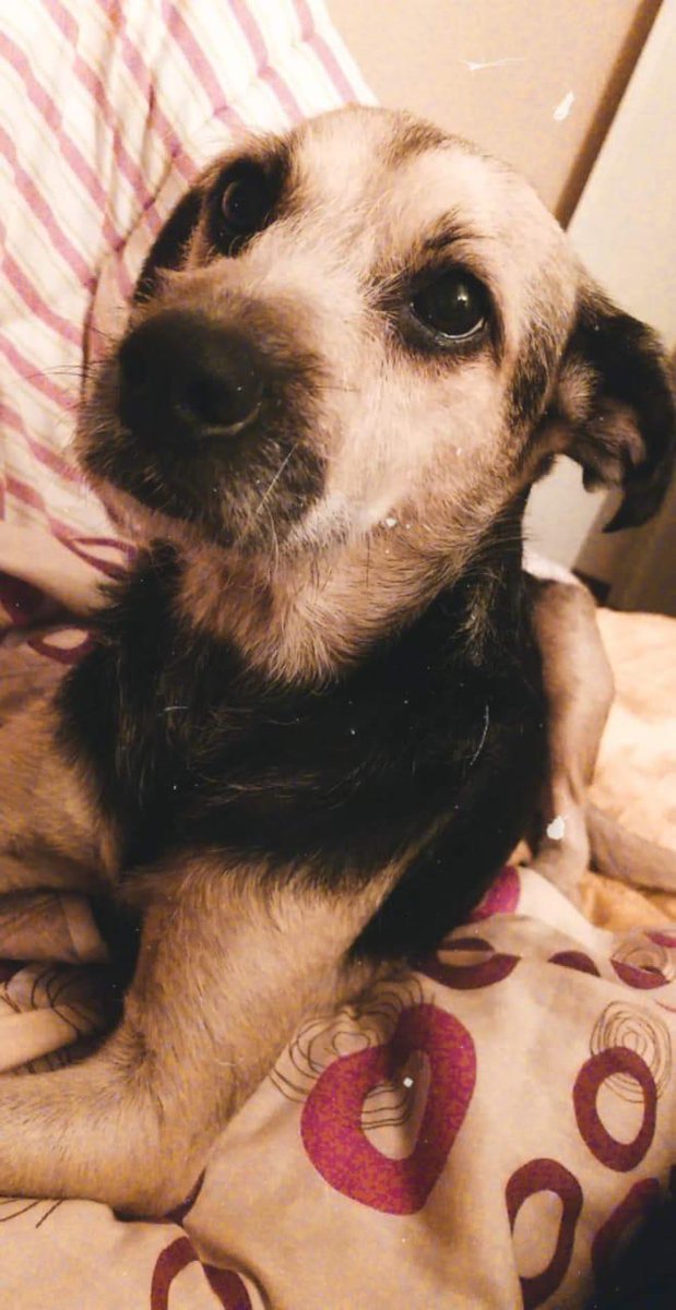 Bachiacostaok's tweet photo. ¡¡¡ATENCION!!! Una amiga tiene que operar a su perrita con una operación muy costosa, decidimos hacer una colecta monetaria a favor de ella y su perrita que está sufriendo mucho!!!! Estaríamos muy agradecido de los que quieran colaborar! Con un mínimo de $10 ya mucho para ayudar! https://t.co/S5ACu34Kco