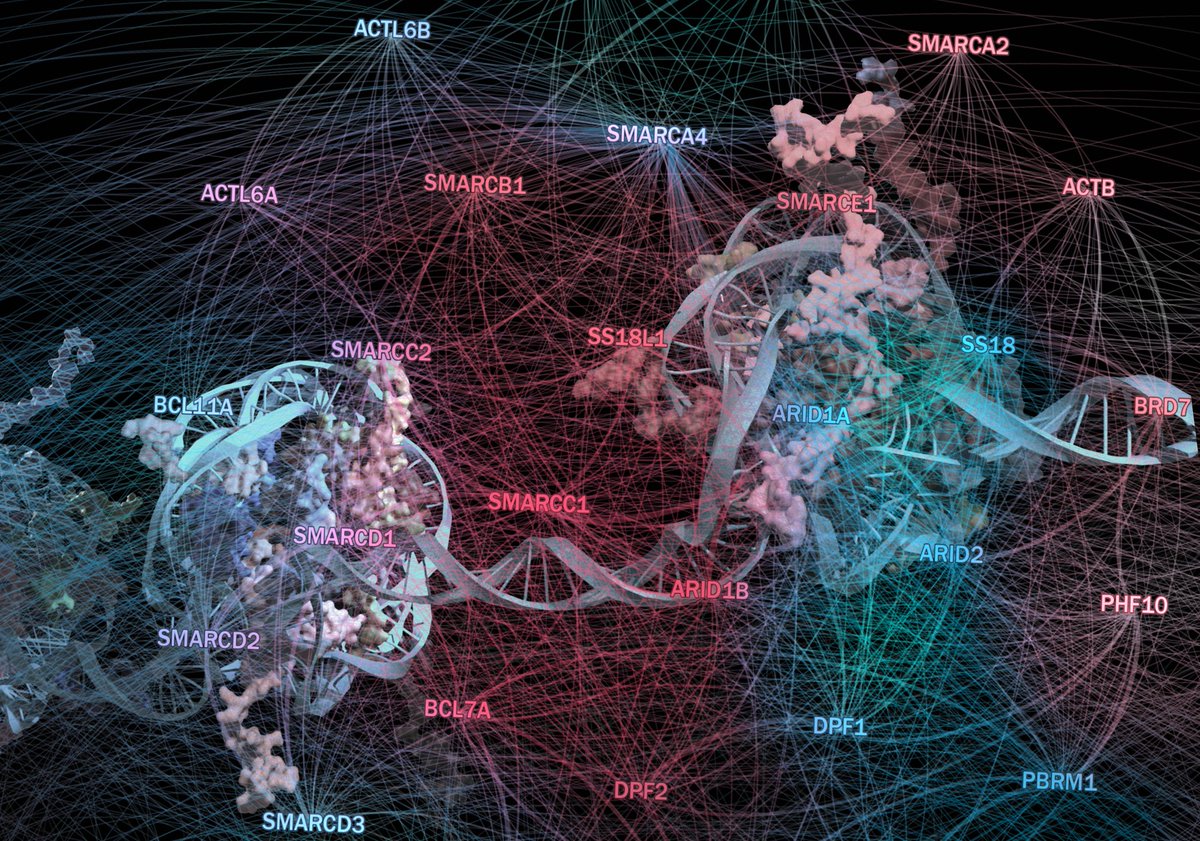 CeMM_News's tweet photo. Watch the @CeMM_News video about the @NatureGenet paper of Sandra Schick & Stefan Kubicek in collaboration with @Boehringer. BAFfling cancer growth strategies: new targets for chromatin remodeling mutations identified. #Epigenetics #BAFComplex #Cancer https://t.co/3csc5Y8T52 https://t.co/bMu6f6vtXL
