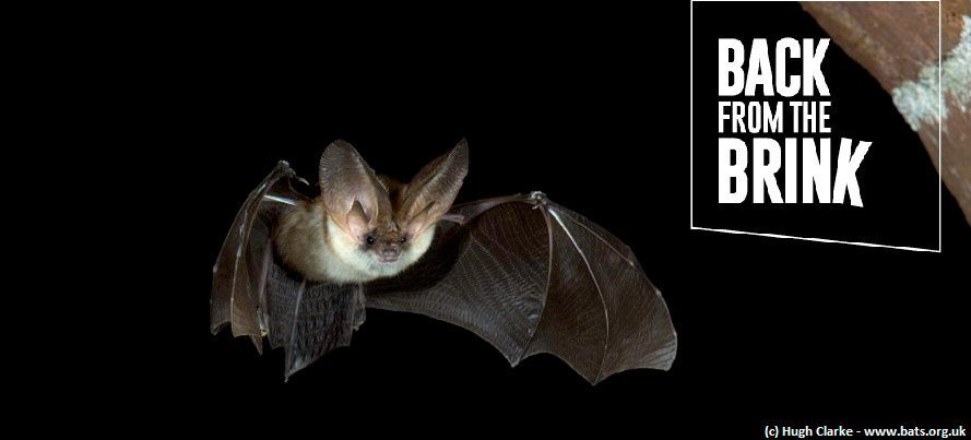 _BCT_'s tweet photo. Back from the Brink has a chance to gain an extra £10,000 for the conservation of species such as grey long-eared bat #NLAfromtheBrink
 
All you have to do is retweet this (that's a vote!) and you can get an extra vote by visiting https://t.co/sdkIF1QjzO https://t.co/XXpJZCqnem