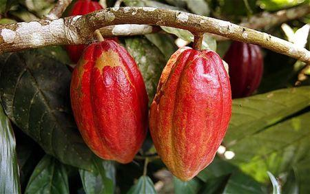 Badciss's tweet photo. Les producteurs latino-américains de cacao, 17 % de la production mondiale, pourraient fixer un prix minimum. Ils prévoient 3 200 $/t , largement supérieur à celui fixé par le Ghana et la Côte d’Ivoire (2 600 $/t ),dû à la qualité plus élevée de leur cacao. (agenceecofin). https://t.co/6aghoZAWEt