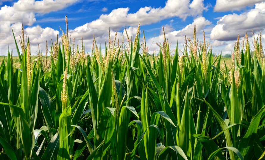 FarmManagerSA's tweet photo. CROP & LIVESTOCK FARM MANAGER #CombineHarvestors #Cropping #LivestockManager #maize #Rigger #Sprayer https://t.co/3HouGkd2cB https://t.co/CBNyrXPsOl