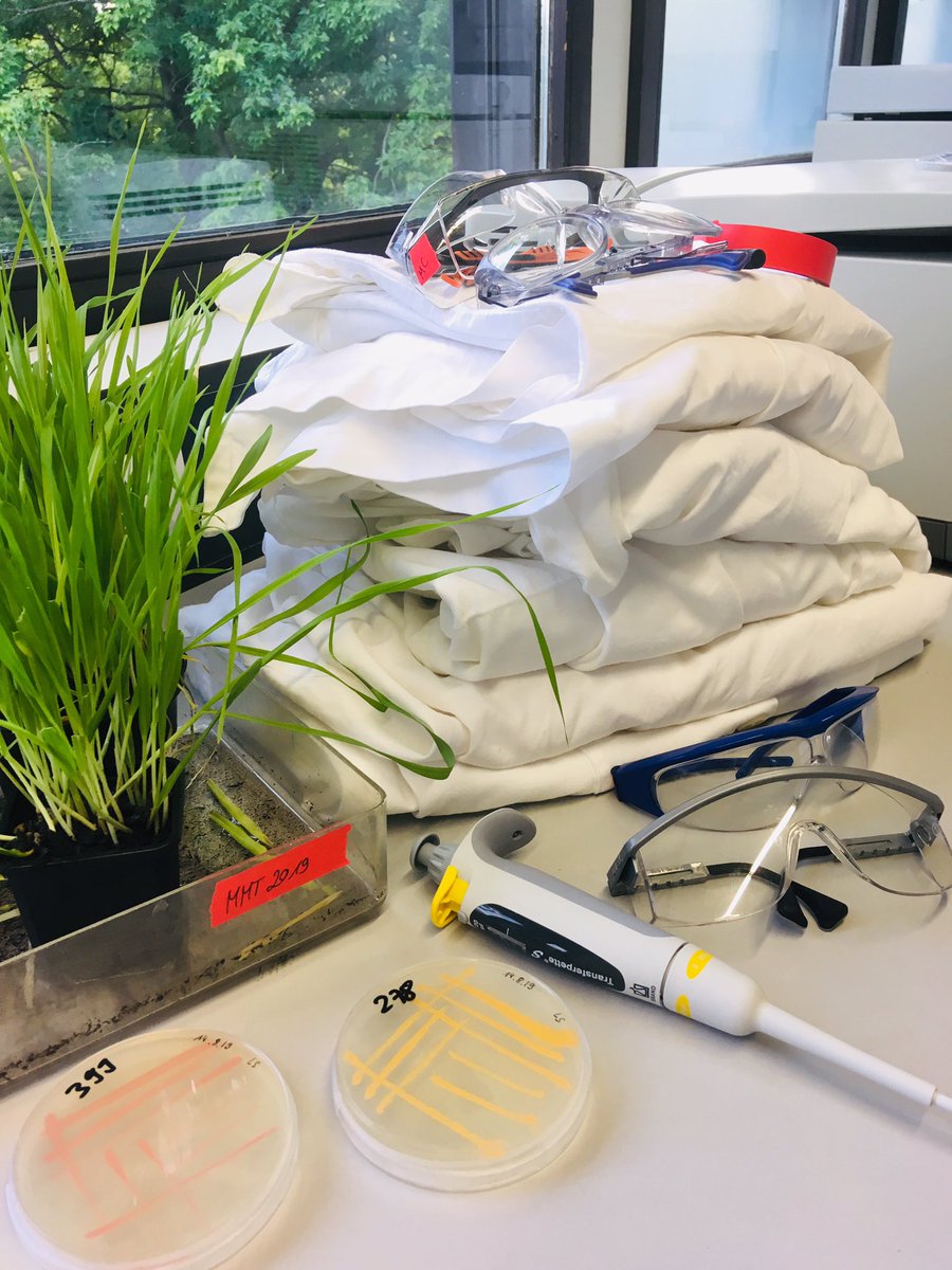 ATrutzenberg's tweet photo. We are excited to welcome a group of female pupils to our lab  this week to show them the wonders of plant-pathogen interactions! Thanks to my amazing colleagues Nicole (@NiMetz0) and Sabine for helping me with this project!  #maedchenmachentechnik #tum #womeninscience https://t.co/mOla1oBgHF