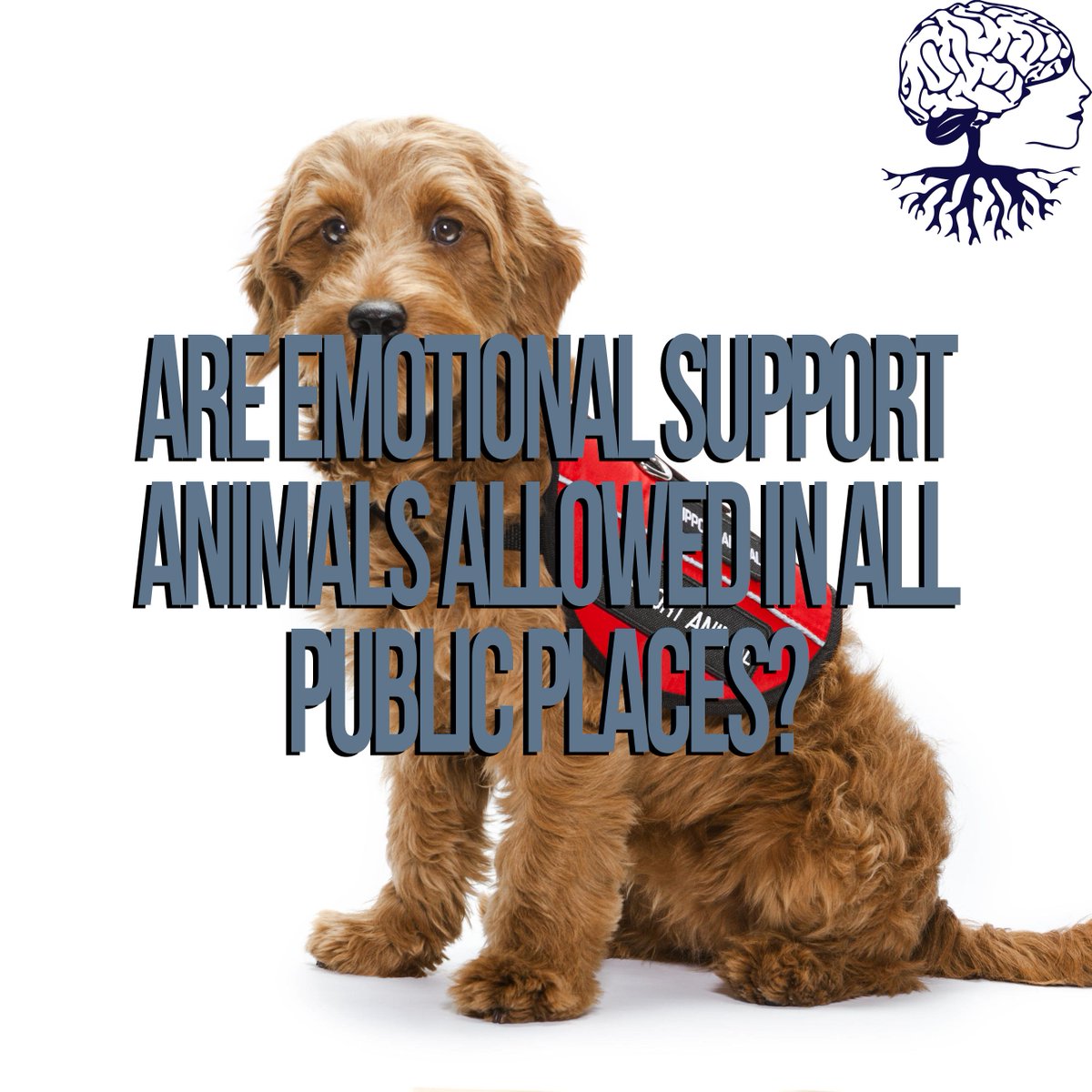 dpsstatesboro's tweet photo. Unlike service dogs, #EmotionalSupportAnimals do not have access rights to all public areas. However, ESA’s of certain sizes can be brought on airplanes and allowed to live in pet-free housing. https://t.co/rmxAuo8XEb
