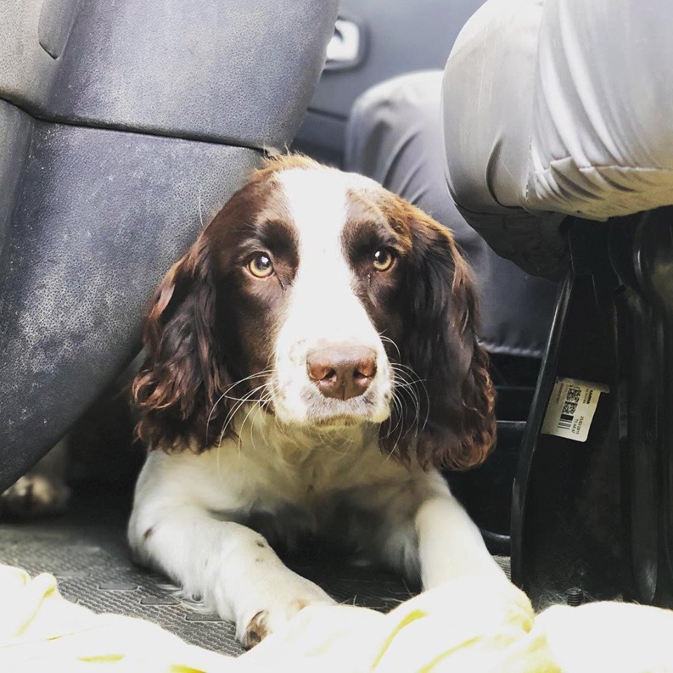 HiQAutocare's tweet photo. Happy #WorldPhotographyDay   Gunner the Stunner and beautiful Tia  modelling for our #DogsofHiQ IG at HiQ Lancaster #Lancaster https://t.co/OBZo7L6fdR