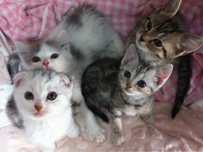 @op07alxx 私のお気に入り
おまめママパパとちびおまめ 