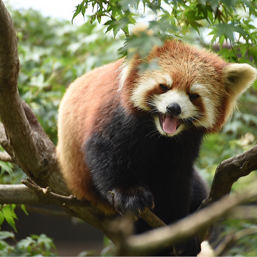 pandafloofs's tweet photo. https://t.co/TiwDpAyE0Q