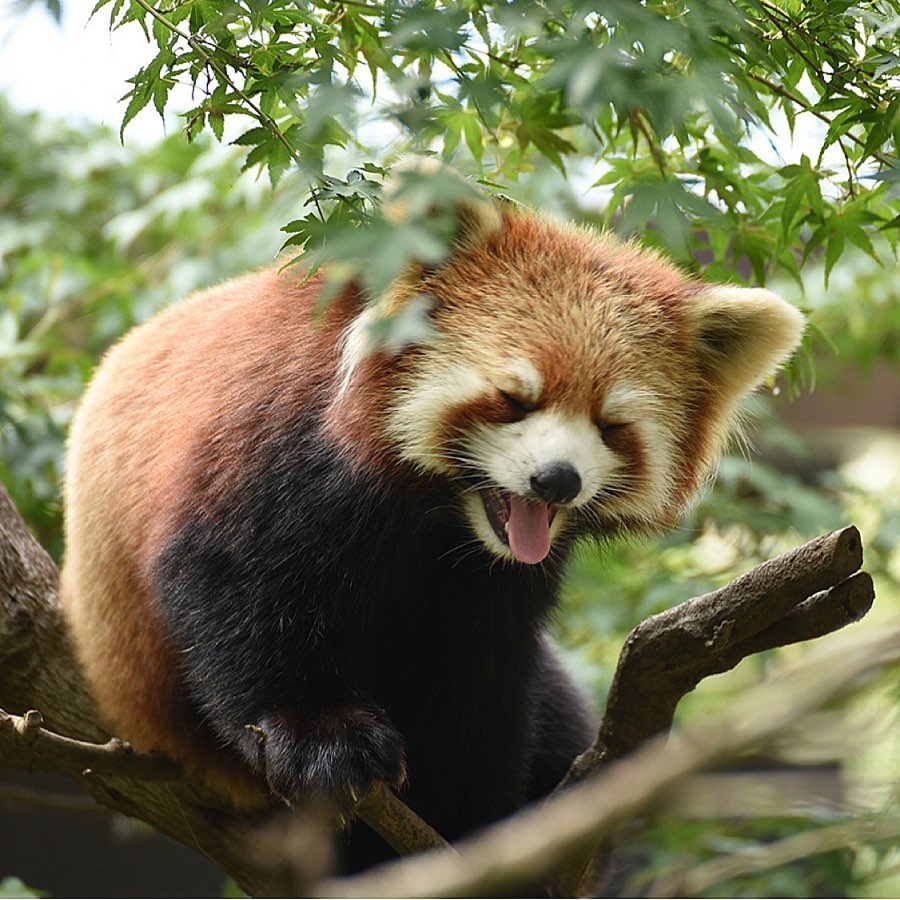 pandafloofs's tweet photo. https://t.co/TiwDpAyE0Q