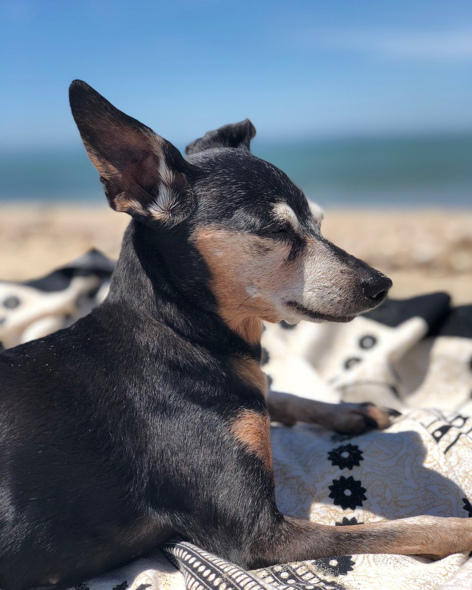 Renee_Portnoy's tweet photo. today Stella went to be with the angels. she went peacefully in my arms with @stoolpresidente by my side. I’ll never know a love as big as hers was for me. she was my tiniest best friend and held such a big piece of our hearts ❤️4.21.04 - 8.19.19❤️ https://t.co/NSsh9dF1VM