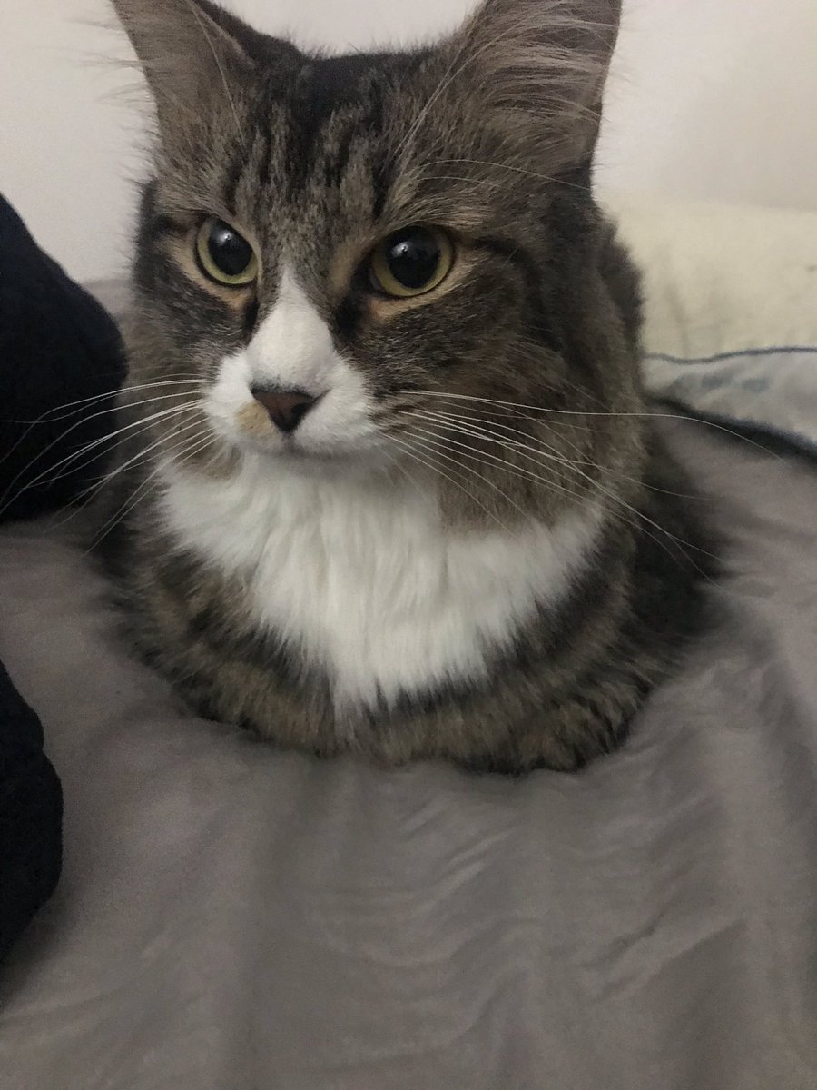 PocketPixelz's tweet photo. Loafing around today! #mondaycat #ManCrushMonday #catloaf #meow #cat #CatsOfTwitter https://t.co/S0sgQpDVed